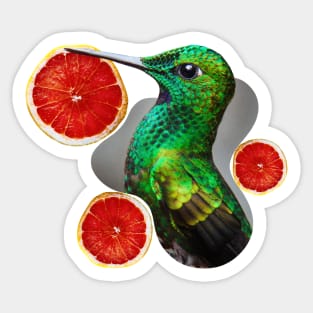 green hummingbird with grapefruit circular slices Sticker